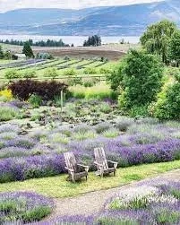 Okanagan Lavender Farm Experience - Gallery 1