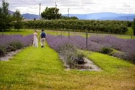 Okanagan Lavender Farm Experience - Gallery 2