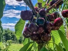 Okanagan Cherry Picking Adventure - Gallery 1