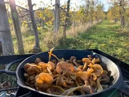 Okanagan Culinary Foraging Adventure