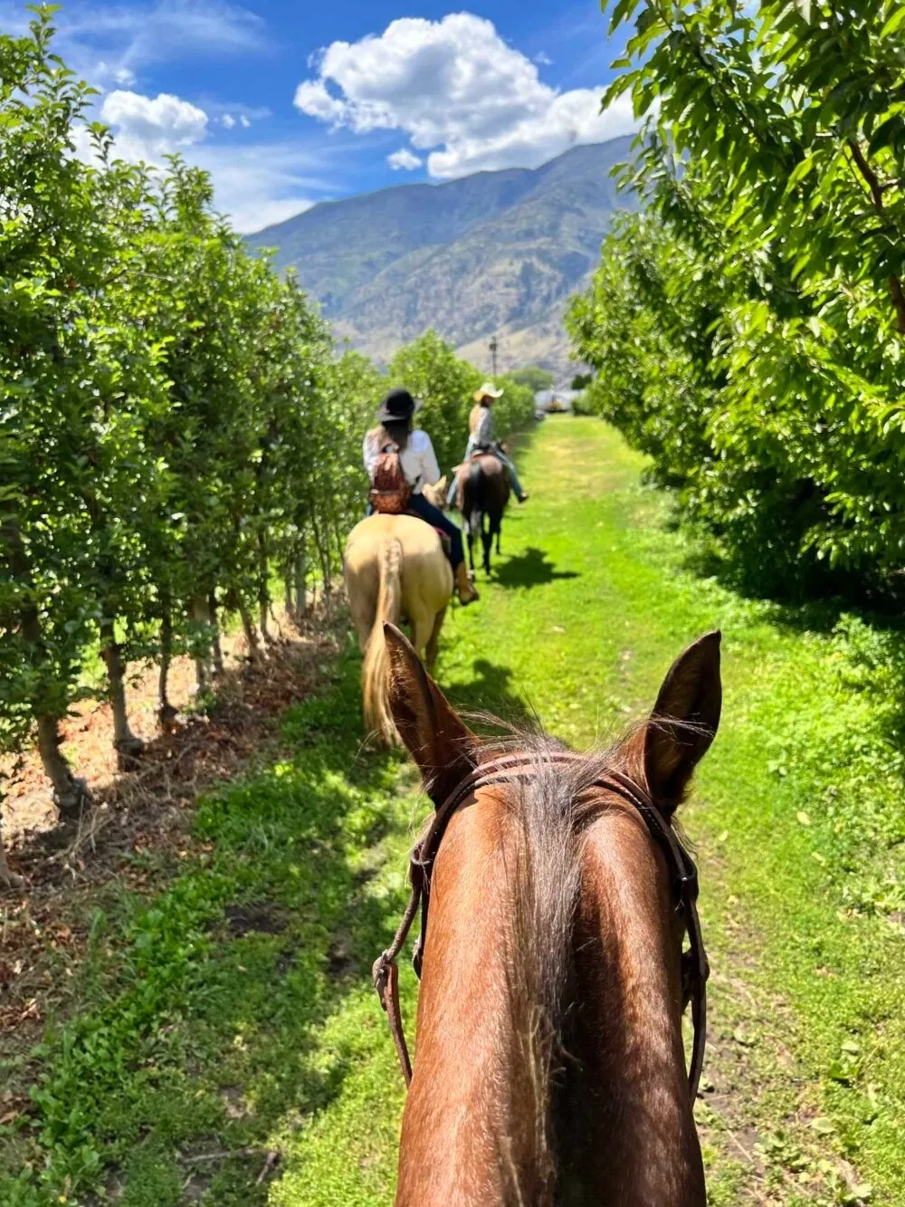 Okanagan Horseback Wine Tour