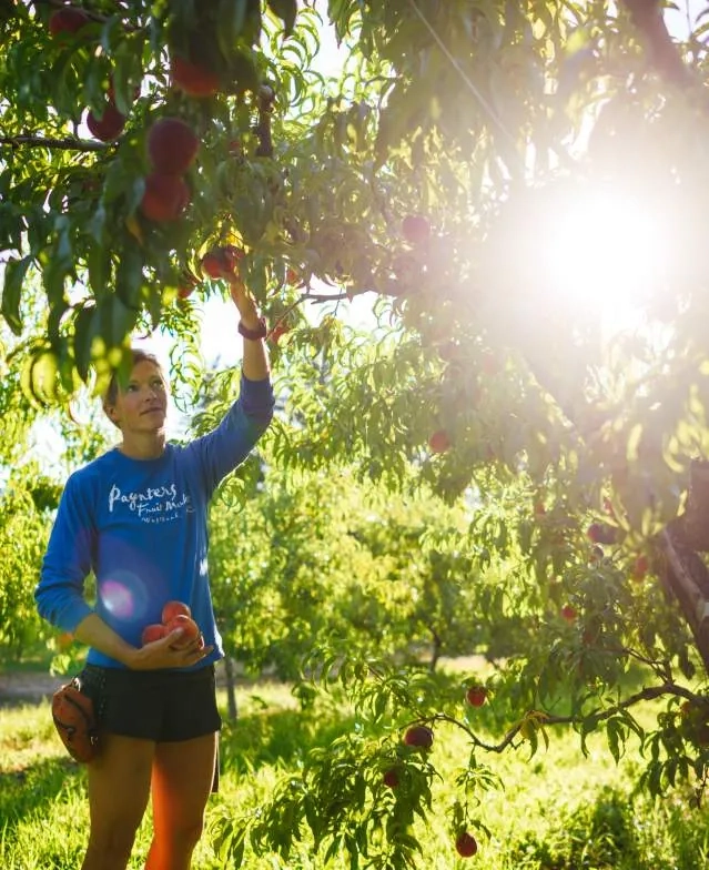 Okanagan Orchard Tour and Cider Tasting