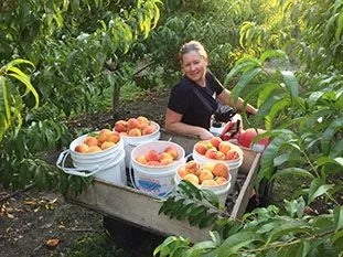 Okanagan Peach Picking Experience - Gallery 2