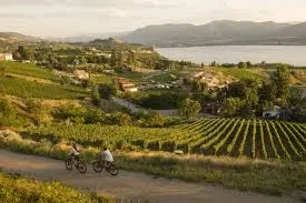 Okanagan Vineyard Cycling Tour - Gallery 1