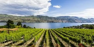 Okanagan Vineyard Photography Tour - Gallery 1