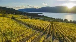 Okanagan Vineyard Photography Tour - Gallery 2