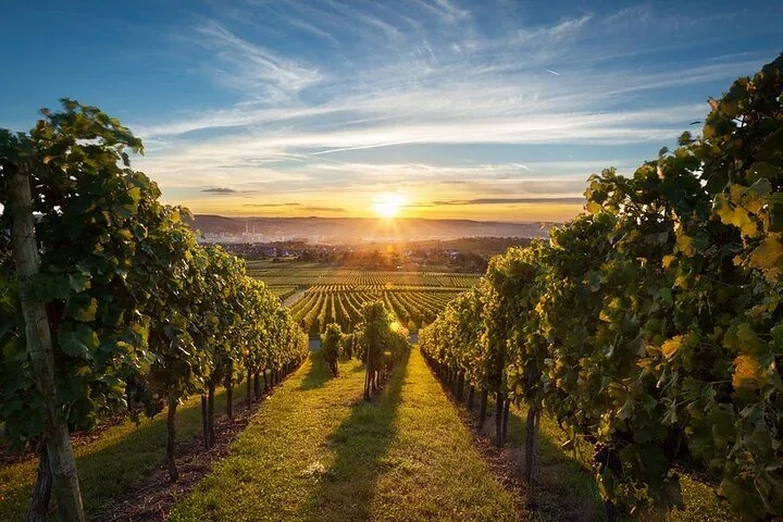 Okanagan Vineyard Photography Tour - Gallery 3