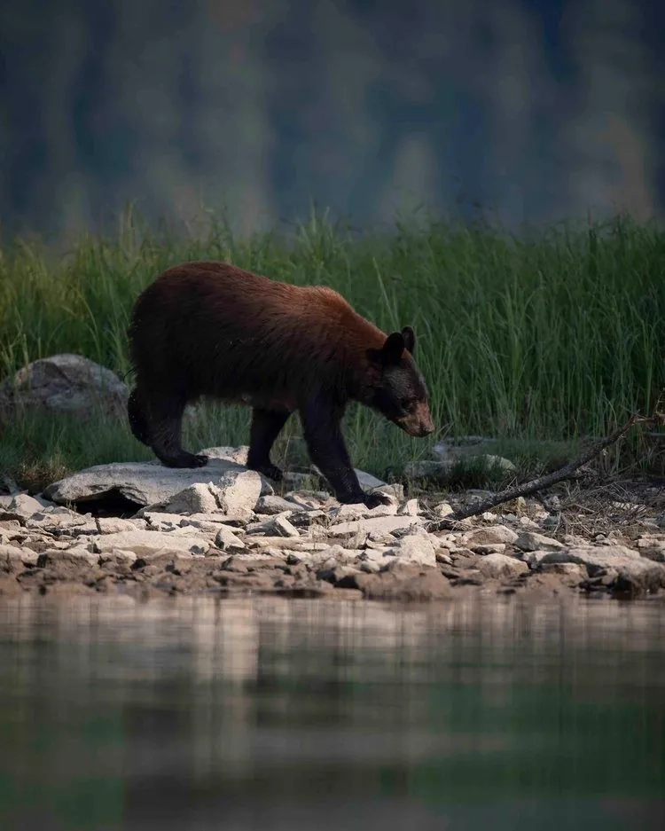 Okanagan Wildlife Safari Tour - Gallery 1