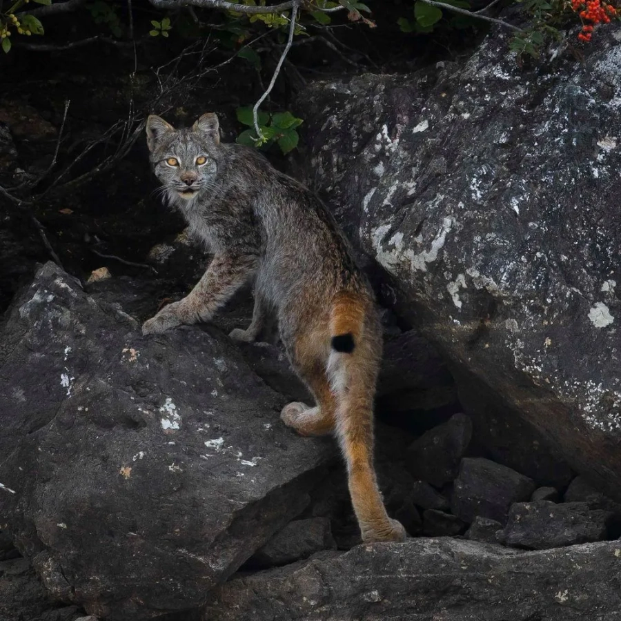 Okanagan Wildlife Safari Tour - Gallery 2