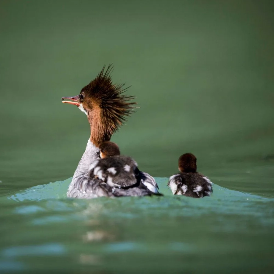 Okanagan Wildlife Safari Tour - Gallery 3