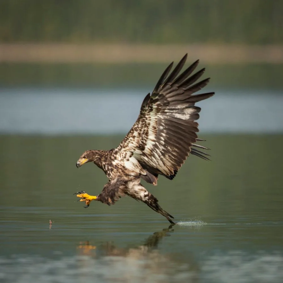 Okanagan Wildlife Safari Tour - Gallery 4
